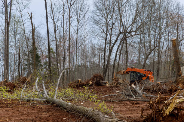 Mulching Services in Rock Falls, IL